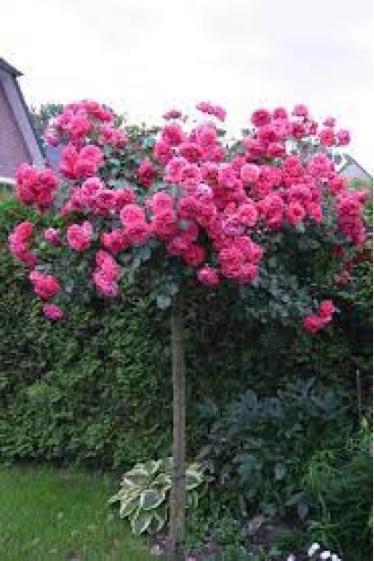 Climbing Rose Rosarium Jutersen – роскошный штамбовый вариант.